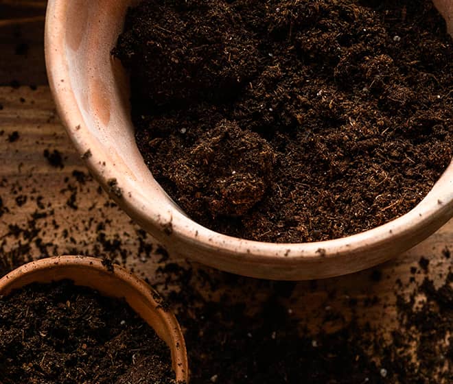 Cocopeat Image 2