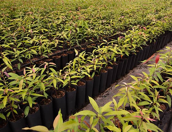 Plants